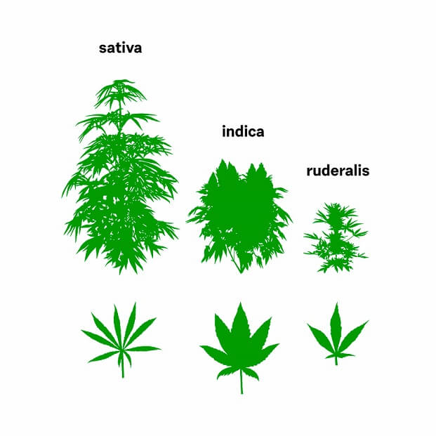 druhy konopi indika sativa